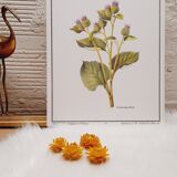 Botanical plate grande burdane