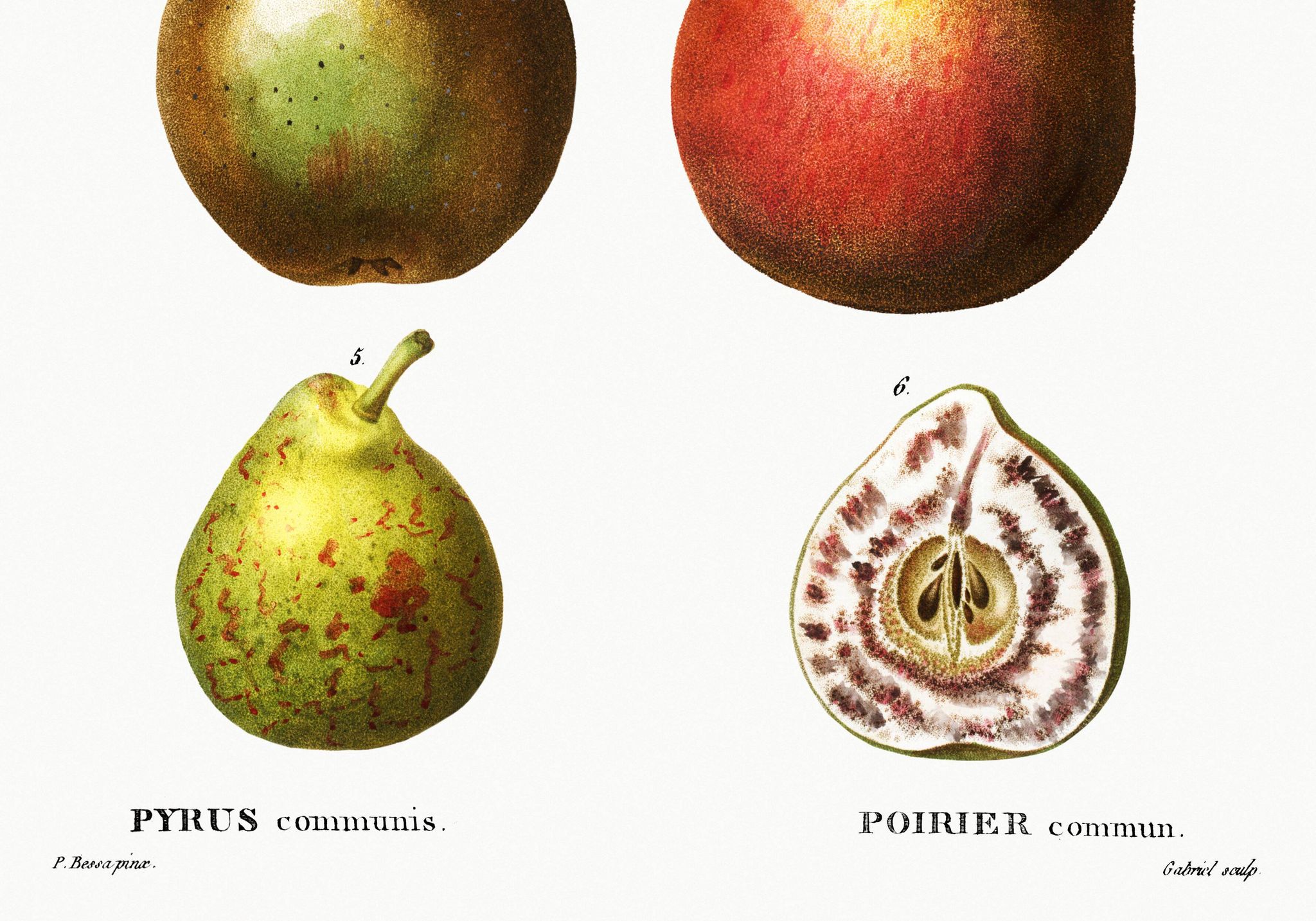Botanical poster about the pear tree, after an old engraving from 1802