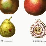 Botanical poster about the pear tree, after an old engraving from 1802