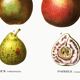 Botanical poster about the pear tree, after an old engraving from 1802