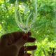 10 Verres A Vin Cristal D'Arques Modèle Fleury Taillé Flamépis