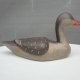 Painted wood-billed red-billed duck
