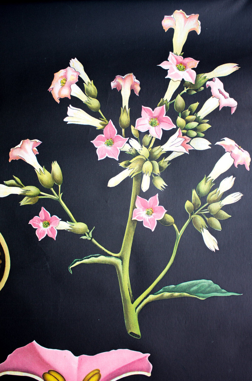 Educational poster 1972 tobacco plant