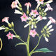 Educational poster 1972 tobacco plant