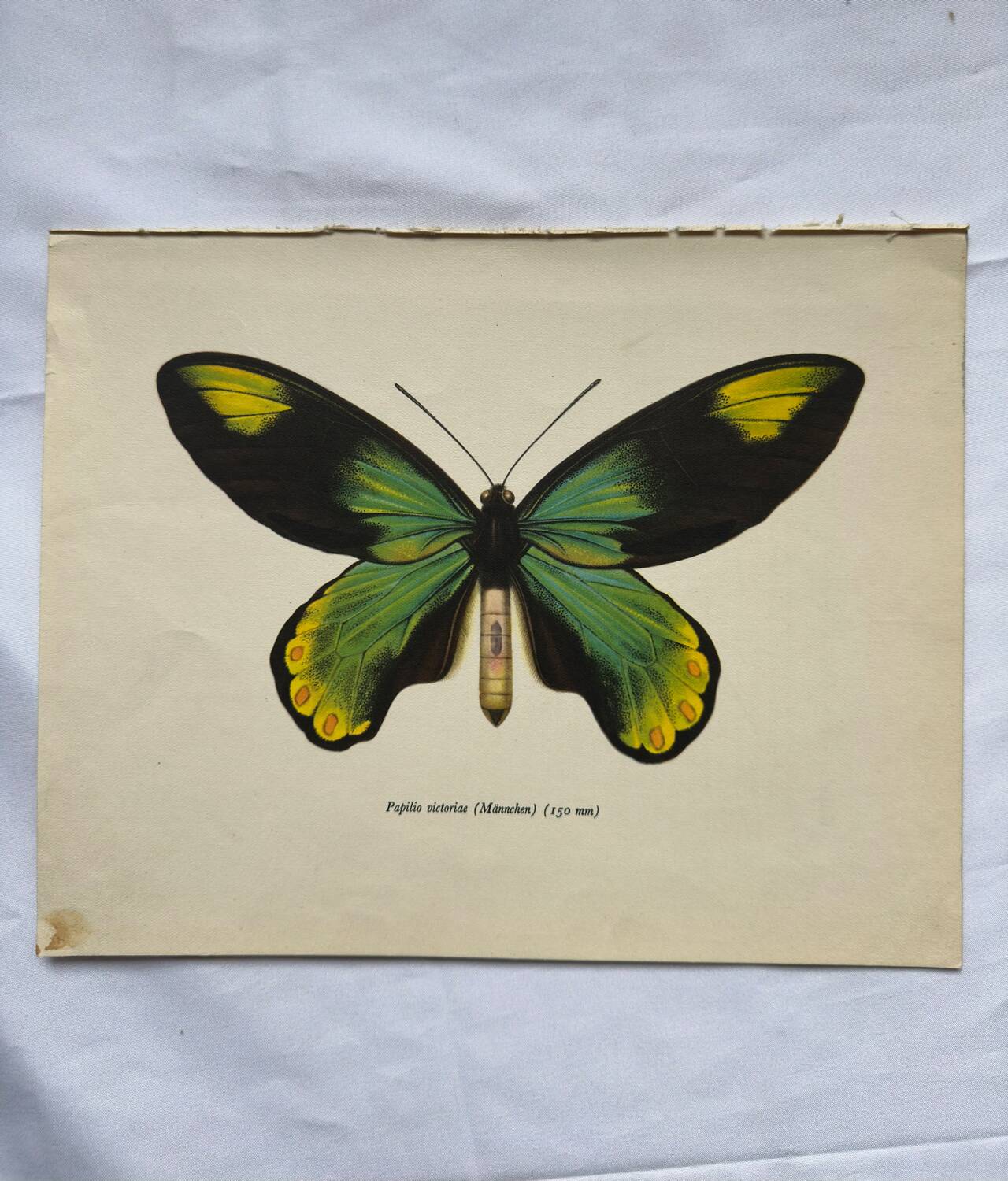 Botanical naturalist plate butterfly old engraving
