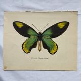 Botanical naturalist plate butterfly old engraving