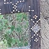 Ancient brutalist oriental wooden mirror 23x53cm