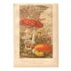 Old engraving from 1889 - Medicinal mushrooms - Botanical illustration