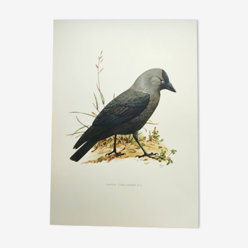 Planche oiseaux Années 1960 - Choucas - Illustration zoologique et ornithologique vintage