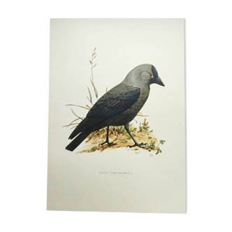 Bird board 1960s - Jackdaw - Vintage zoological and ornithological illustration