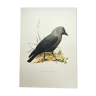 Bird board 1960s - Jackdaw - Vintage zoological and ornithological illustration