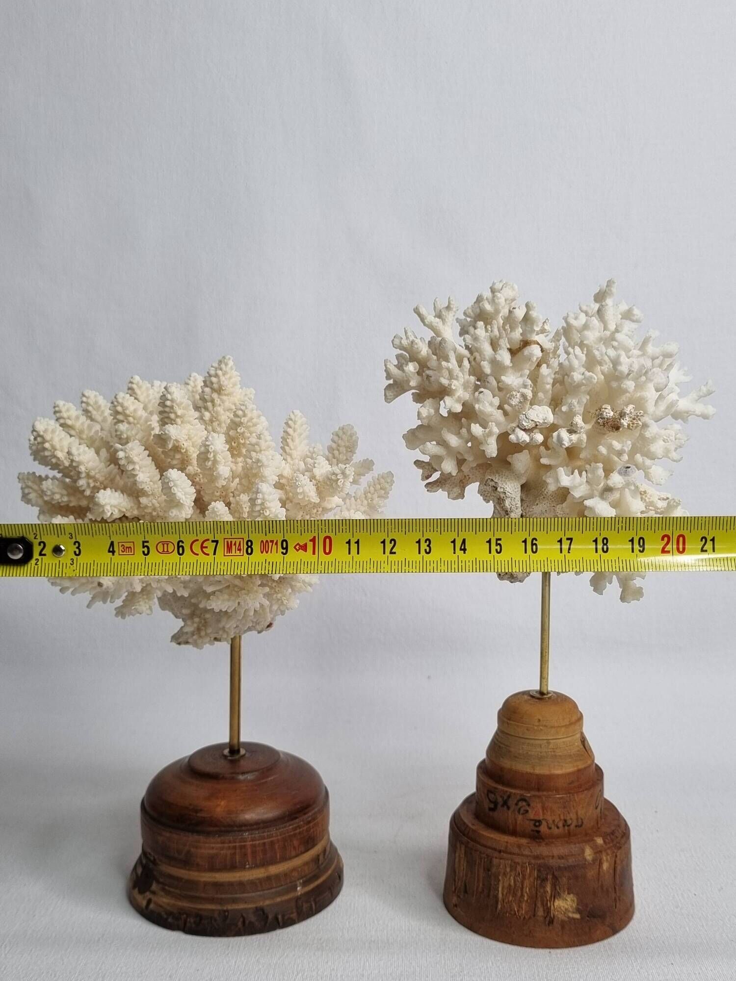 Paire d'anciens coraux blancs sur socles en bois industriel, 21 cm