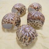 Set of 5 rounds of shell towel