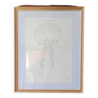 Jellyfish frame