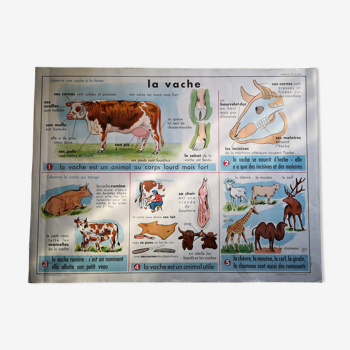 Old school poster MDI cow and cat