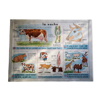 Old school poster MDI cow and cat