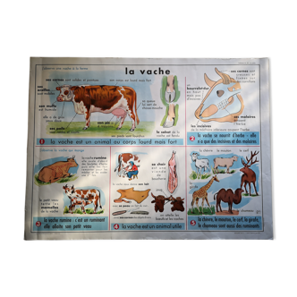 Affiche scolaire MDI vache et chat