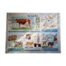 Affiche scolaire MDI vache et chat
