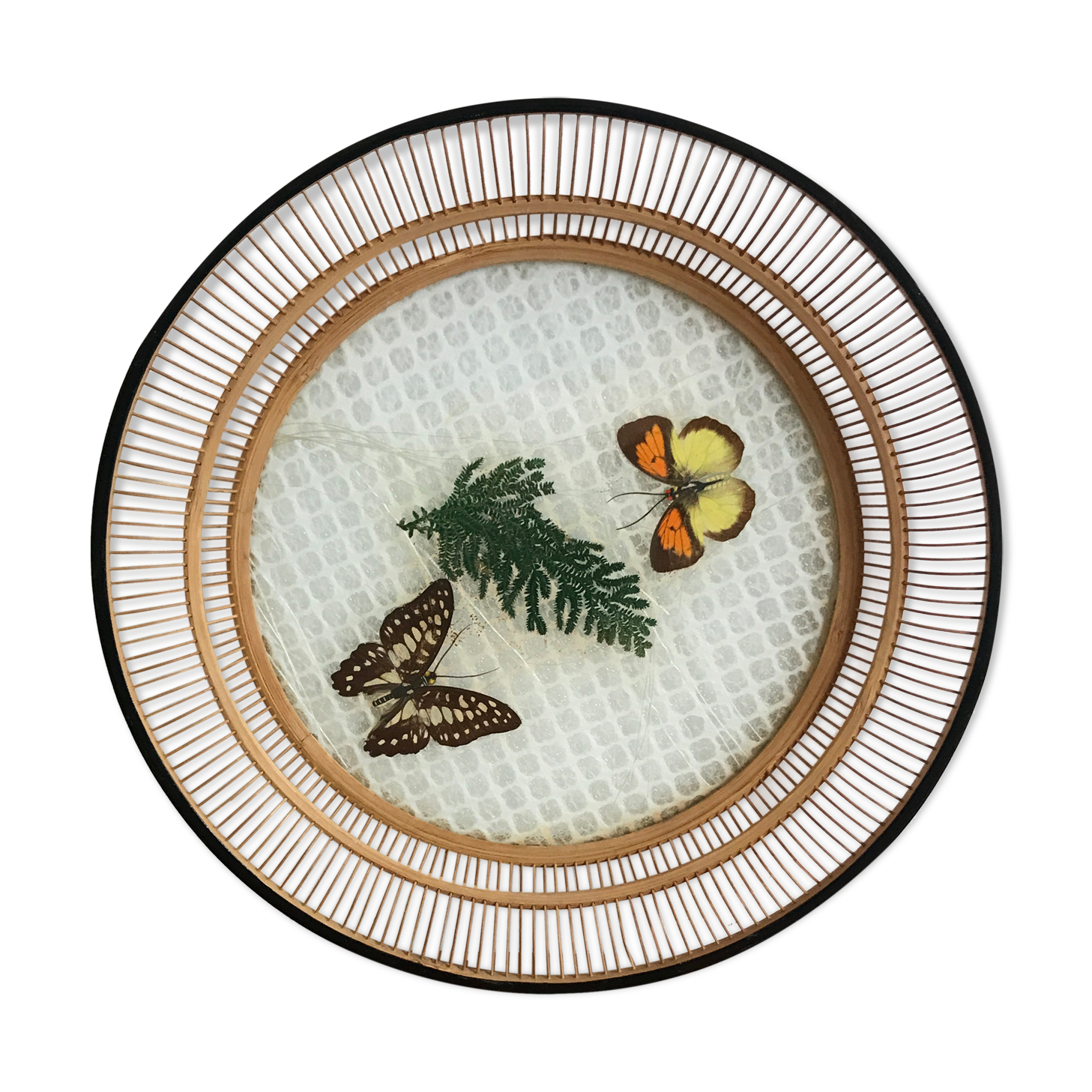 Empty bamboo pocket, glass and true butterfly wings