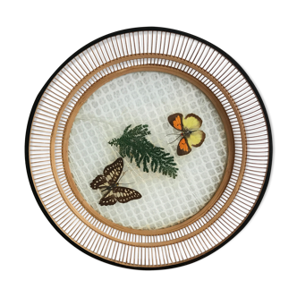 Empty bamboo pocket, glass and true butterfly wings