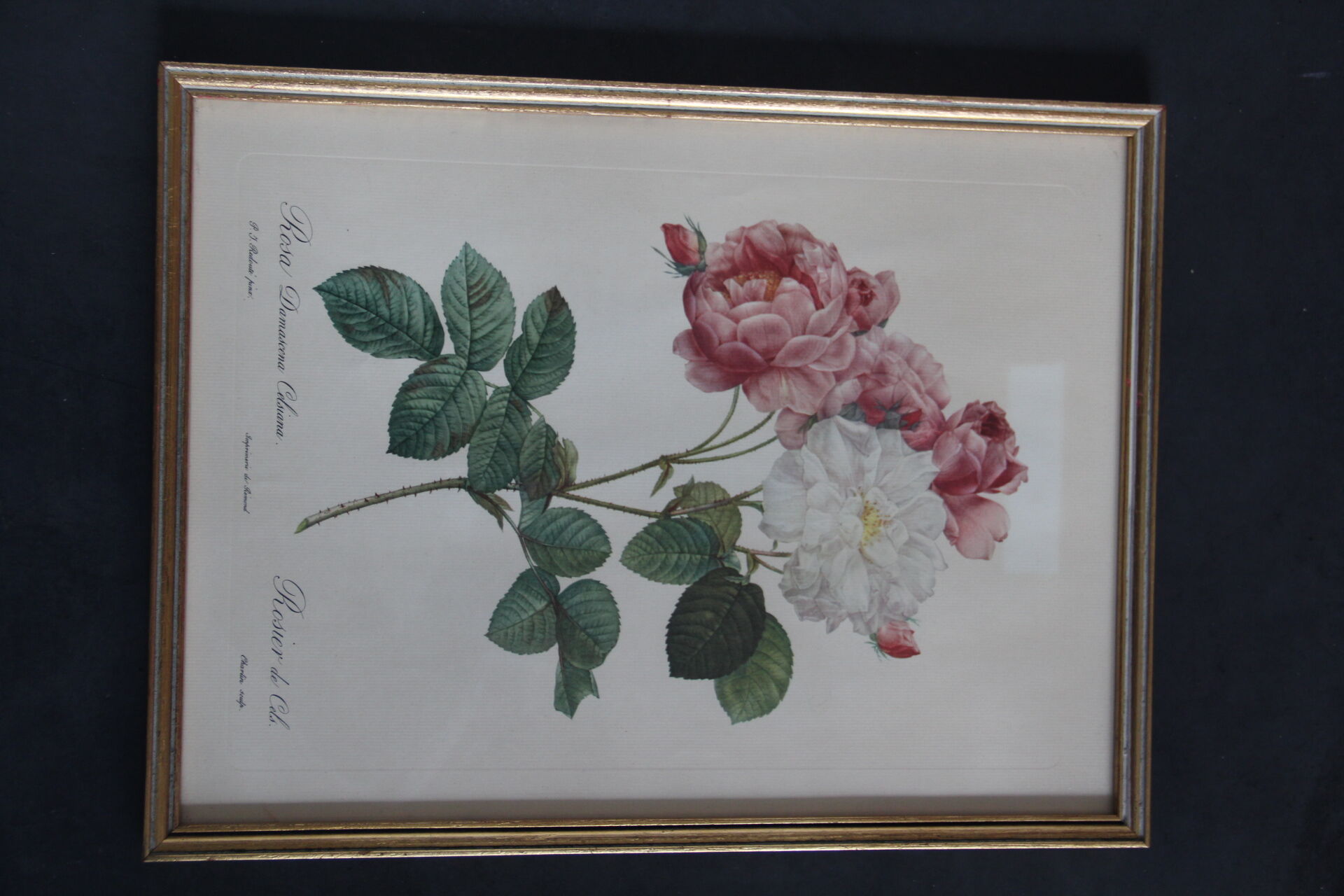 Framed engraving by P.J. Redouté Rosier de Cels