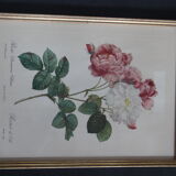 Framed engraving by P.J. Redouté Rosier de Cels