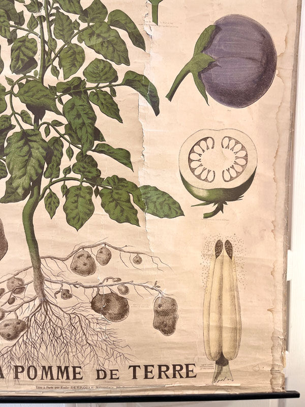 Old Deyrolle board "The potato"