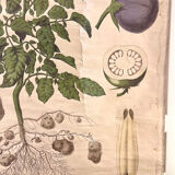 Old Deyrolle board "The potato"