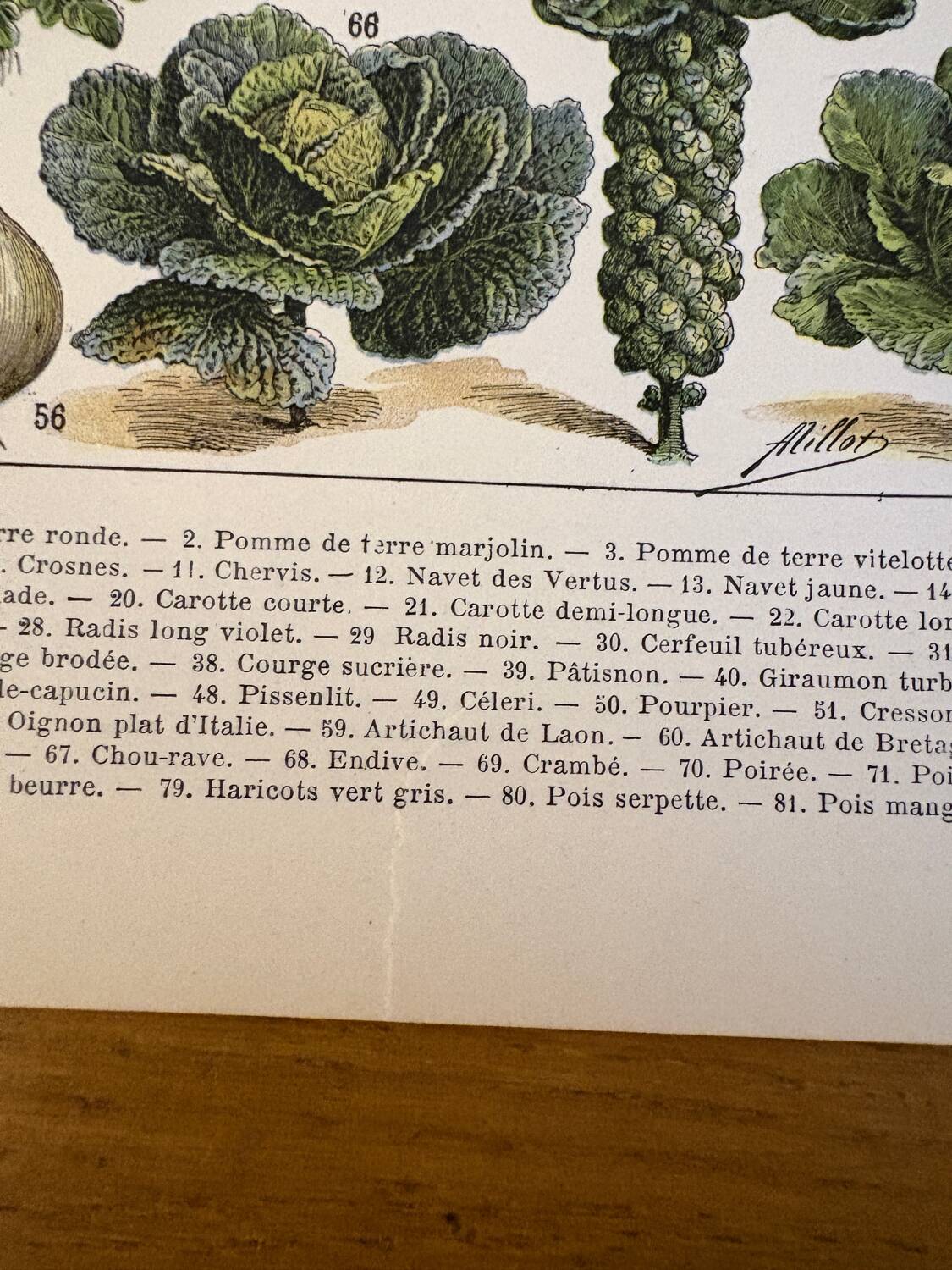 Lithograph of vegetables and vegetable plants - 1900