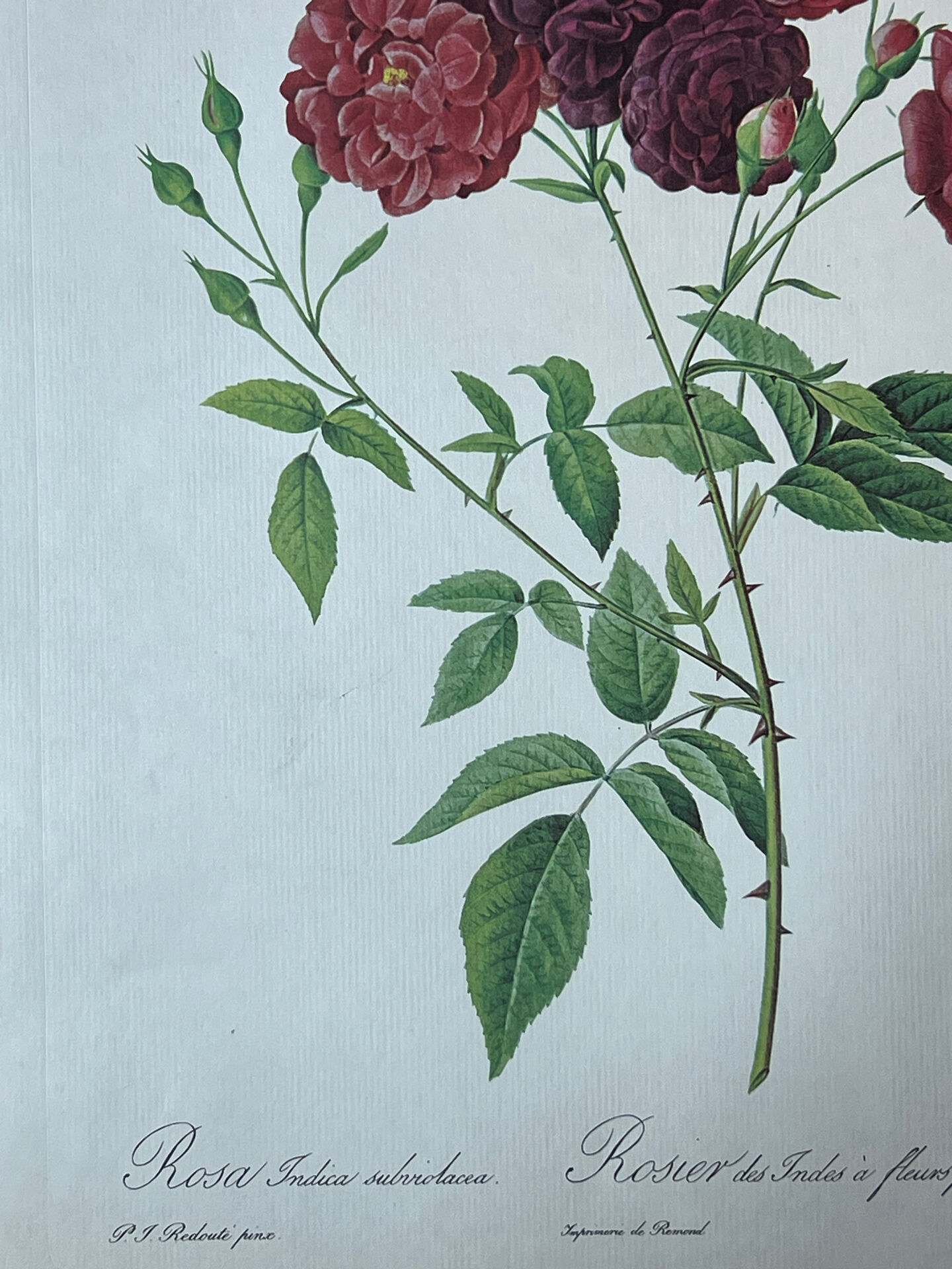 Planche botanique Rosier des Indes 40,4x29,9