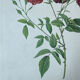 Planche botanique Rosier des Indes 40,4x29,9