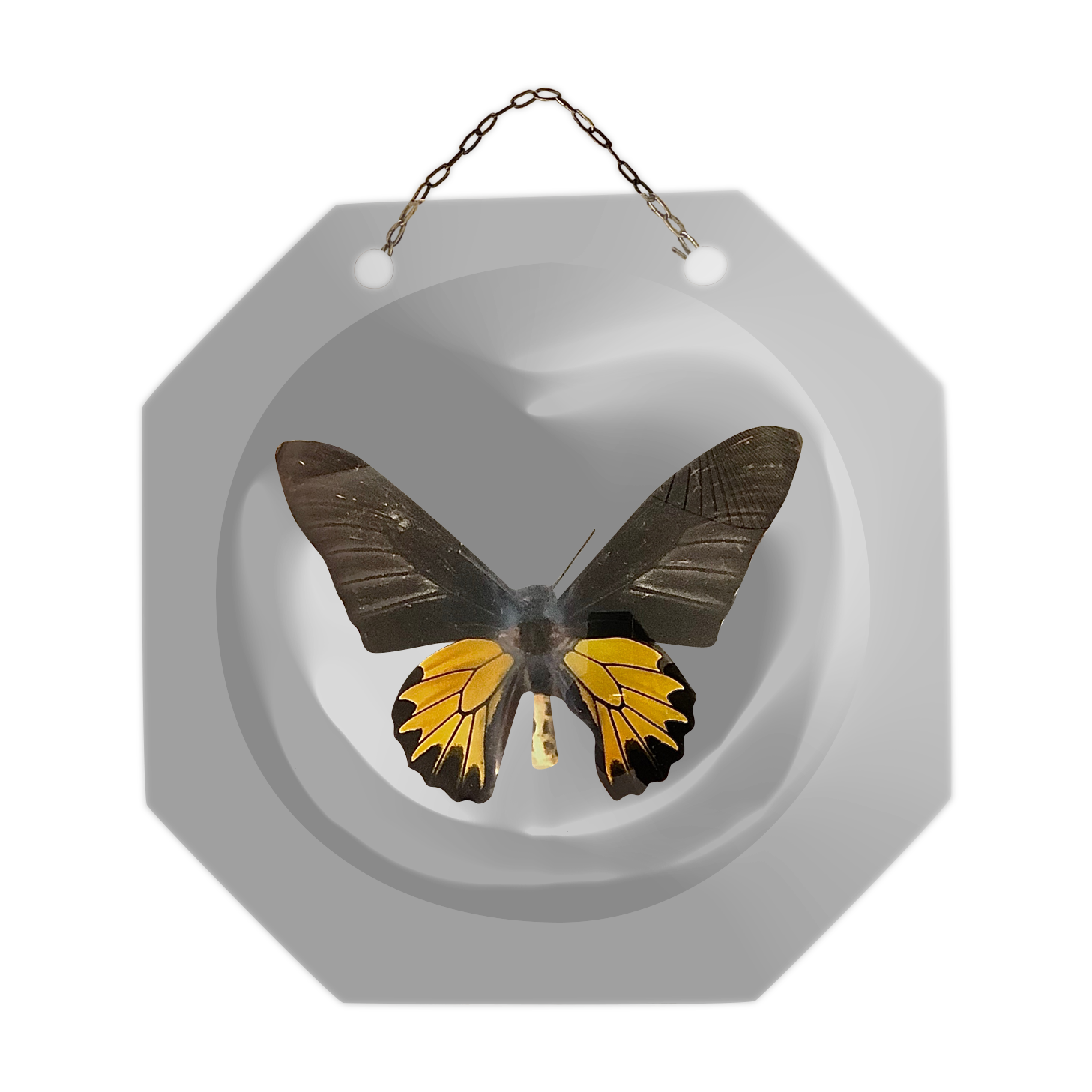 Naturalized butterfly under bulging glass globe Napoleon III