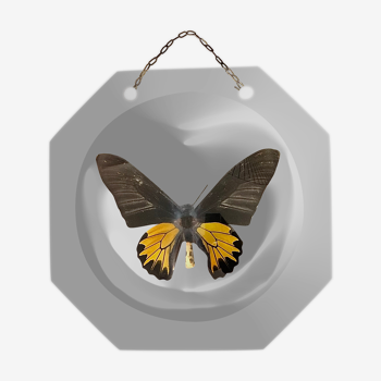 Papillon naturalisé sous globe de verre bombé Napoléon III