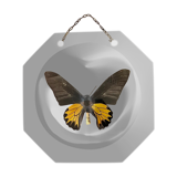 Naturalized butterfly under bulging glass globe Napoleon III