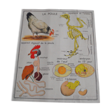 School map The hen and pigeon editions Rossignol