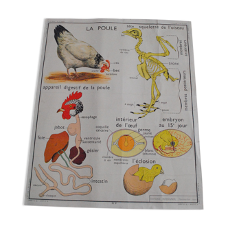 School map The hen and pigeon editions Rossignol