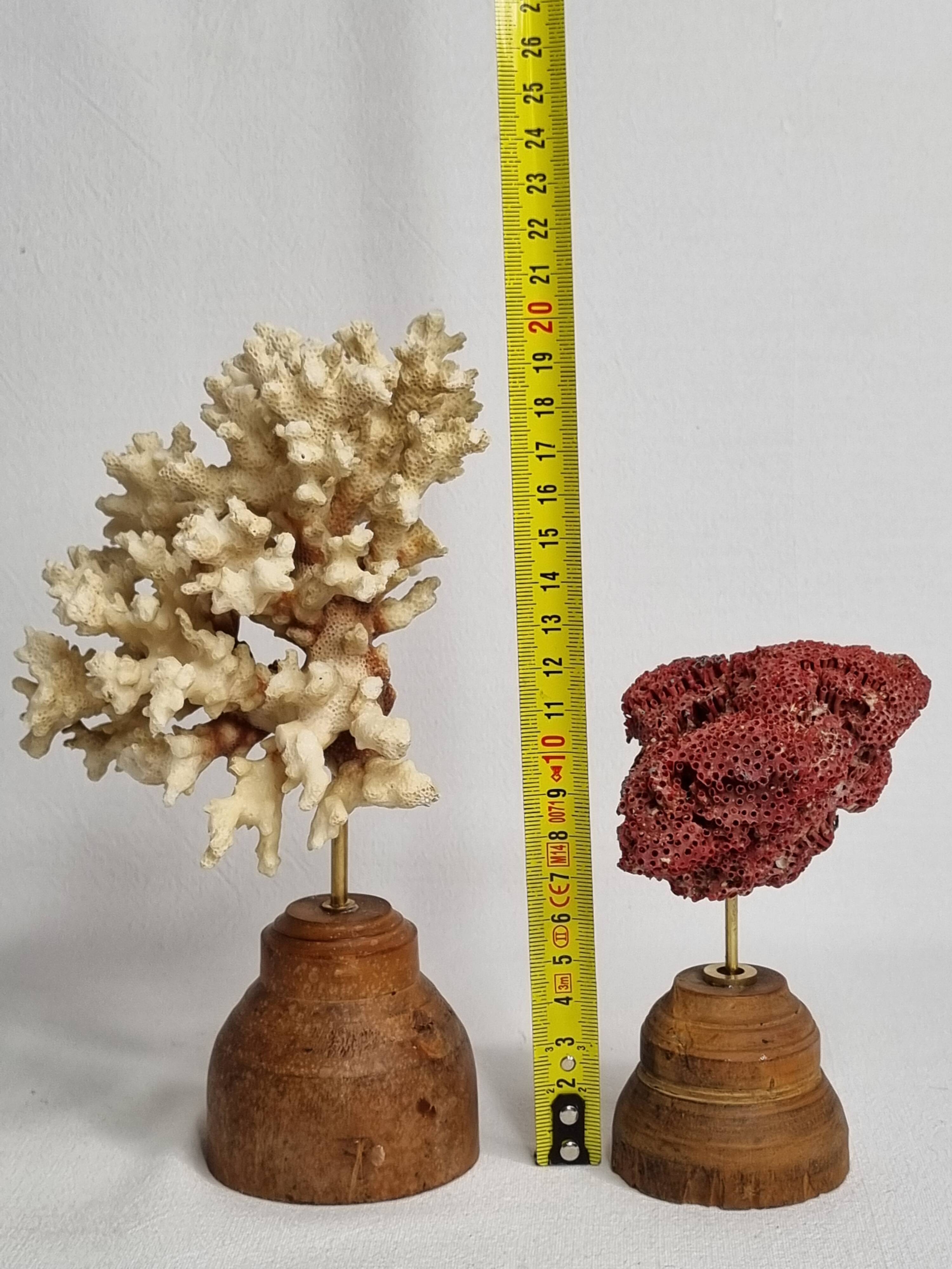Set of two antique corals on turned wooden base, 20 cm