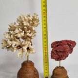 Set of two antique corals on turned wooden base, 20 cm