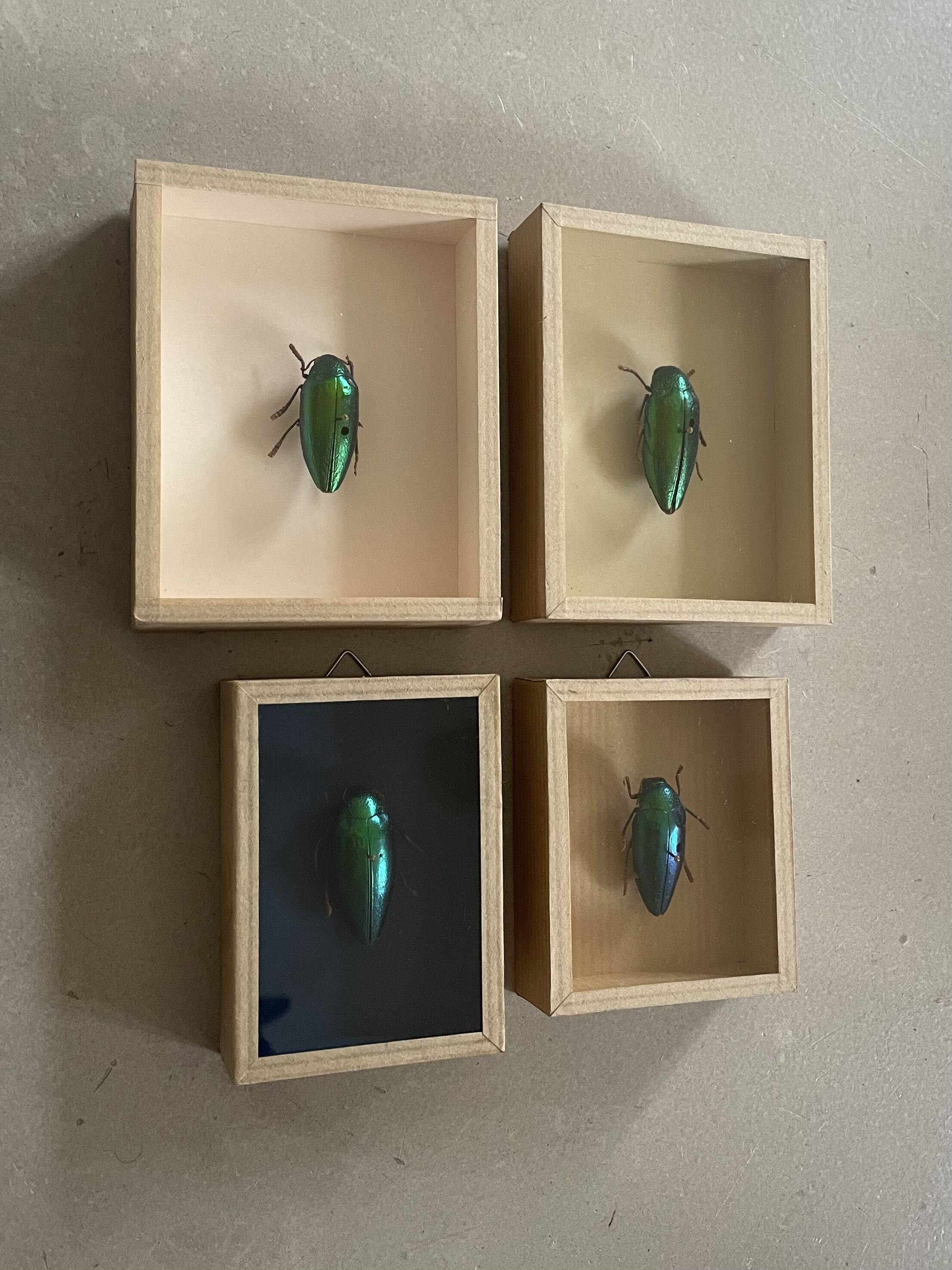 Beetle stuffed under glass