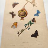 Antique engraving from 1839 - Butterflies by Dumesnil - Hand-colored plate