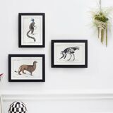 Lithograph engraving chimera animal - the mirilion