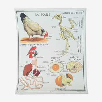 Rossignol pedagogical poster "The hen and the pigeon"