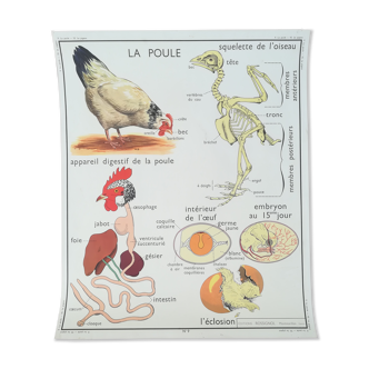Rossignol pedagogical poster "The hen and the pigeon"