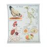 Affiche pédagogique Rossignol "La poule et Le pigeon"
