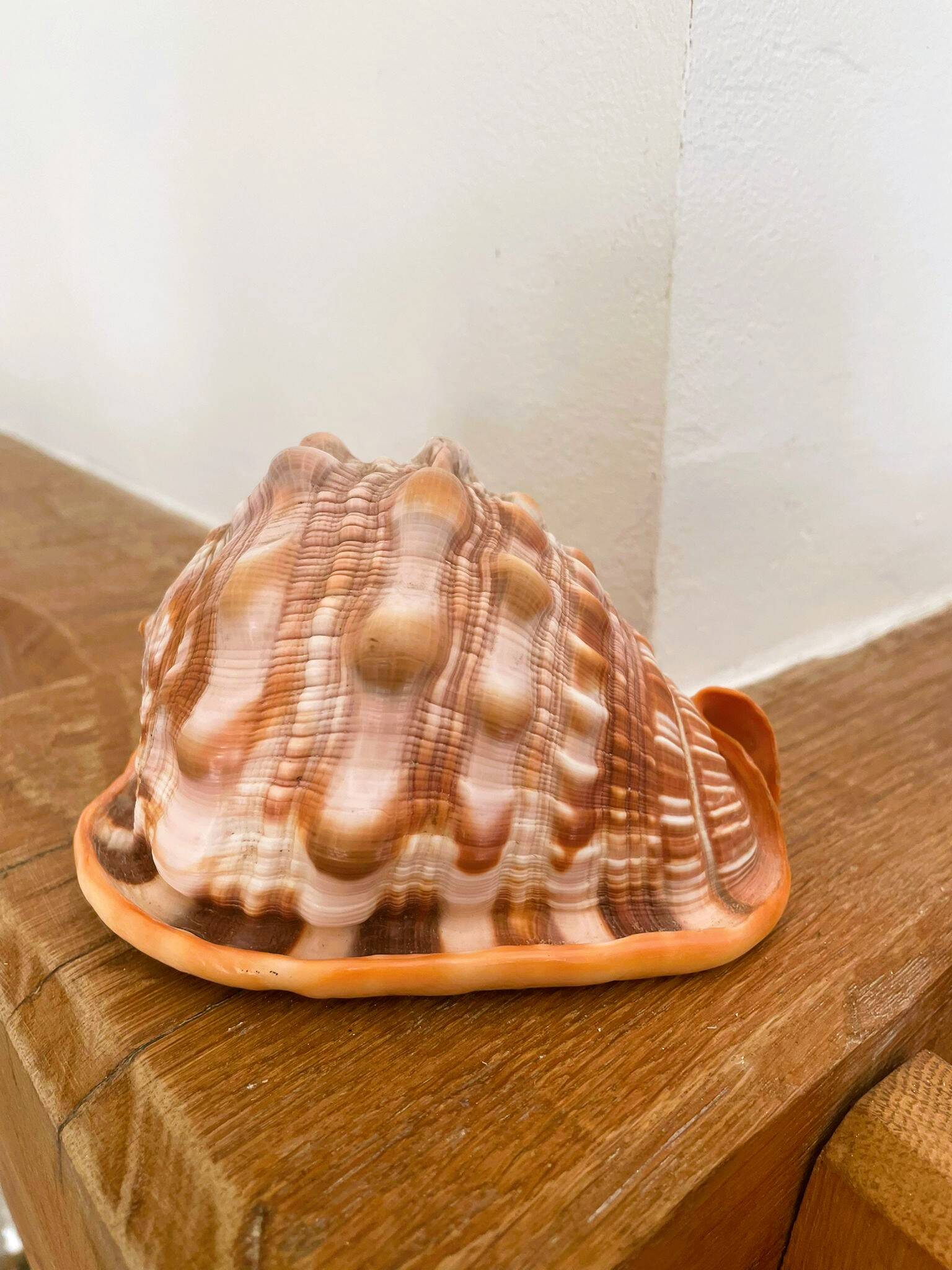 Large seashell: Cypraecassis rufa