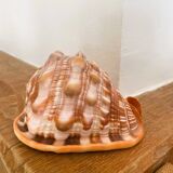 Large seashell: Cypraecassis rufa