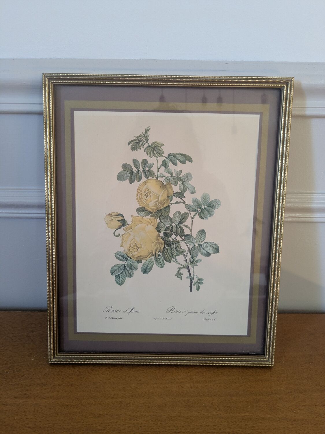 Lithograph of yellow sulphur rose by P.J. Redouté