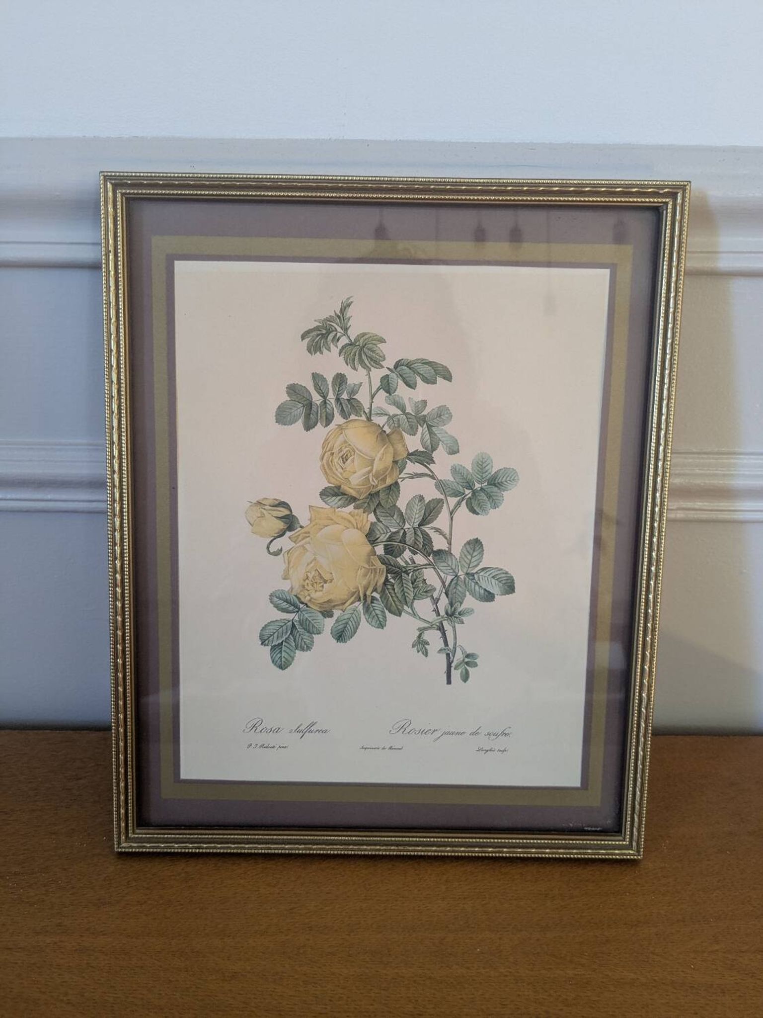 Lithographie rosier jaune de soufre P.J-Redouté