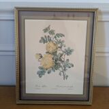 Lithograph of yellow sulphur rose by P.J. Redouté