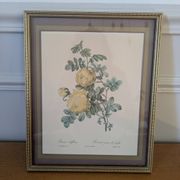 Lithographie rosier jaune de soufre P.J-Redouté